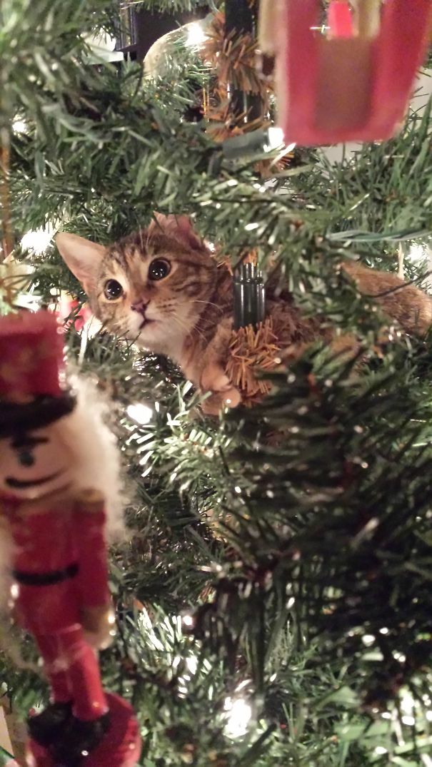 Cat in Christmas tree staring at ornament, surrounded by festive lights.