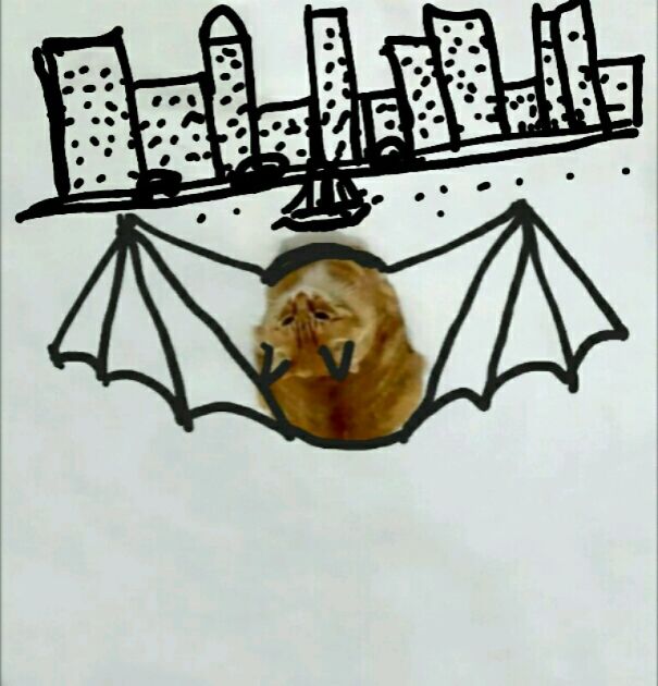 Batcat Is Here To Save The City Of Gotham