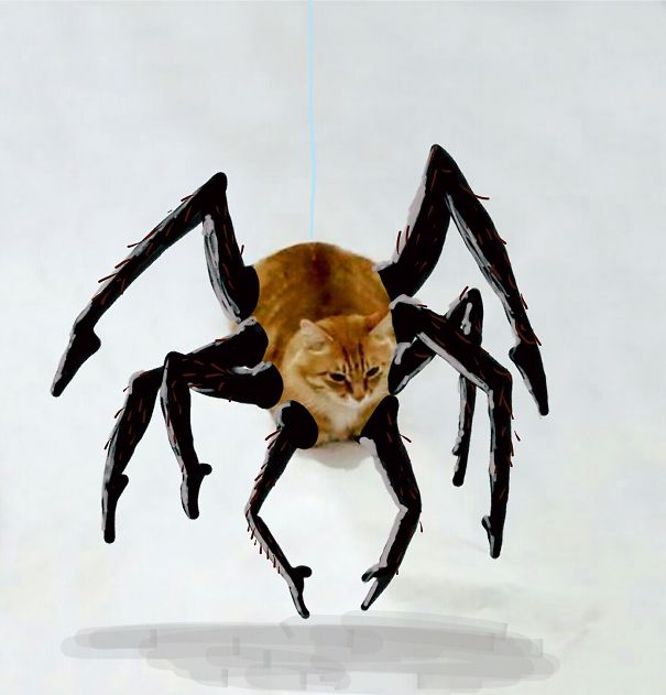 Spidah Cat