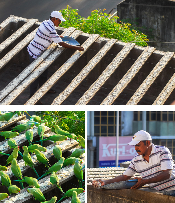 The 62-Year-Old Repairman Spends Almost 40% Of His Income To Feed Parakeets From His Home