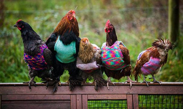 Woman Knits Tiny Sweaters For Rescued Chickens To Keep Them Warm