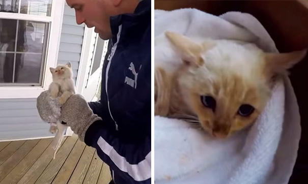 Family ‘Resurrects’ Frozen Kitten They Found Under The Snow, Names Him ‘Lazarus’