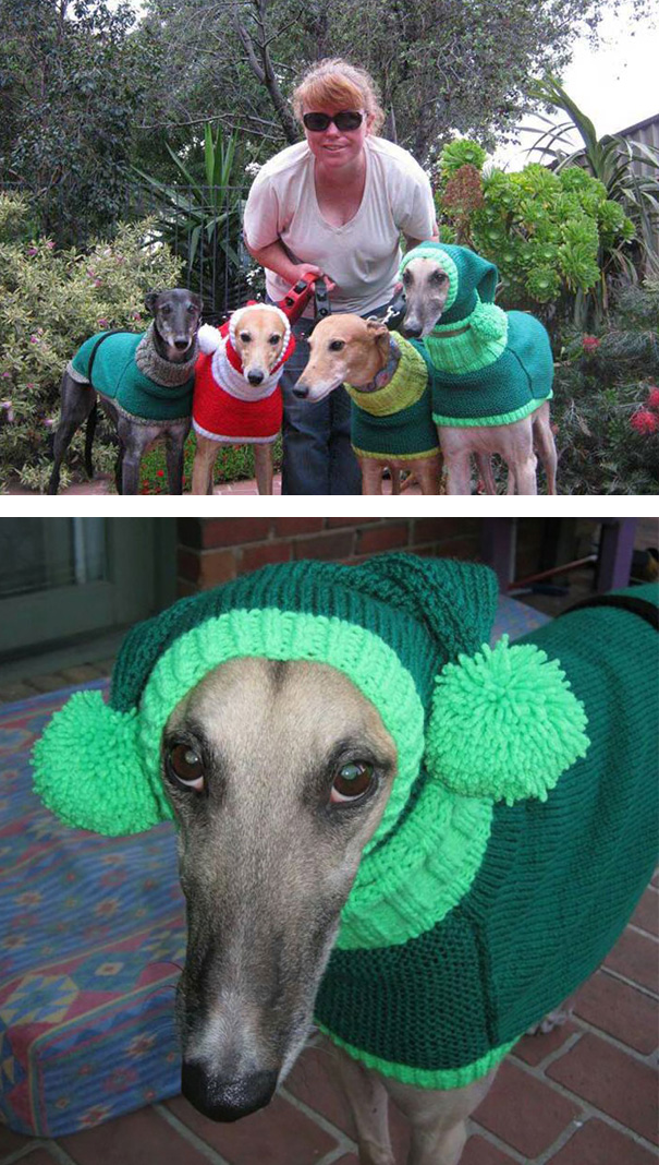 Woman Quit Her Job To Knit Sweaters For Cold Abandoned Greyhounds