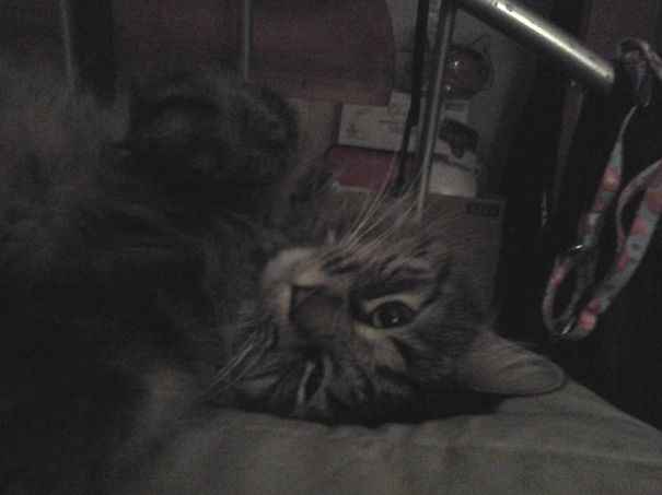 Maine C**n cat lying down indoors showing its large size and soft, fluffy fur in a cozy, dimly lit setting.