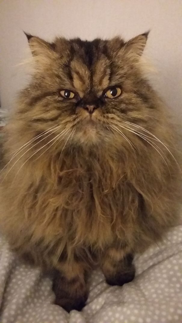 Alfie Aka The Fluff Aka Flying Carpet