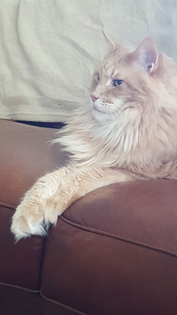Large Maine C**n cat with fluffy fur relaxing on a brown couch, showing its soft and gentle character.