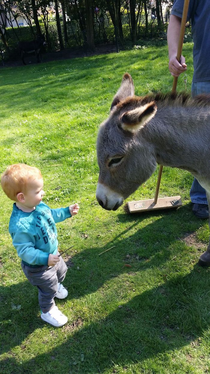 Jayden And The Donkey