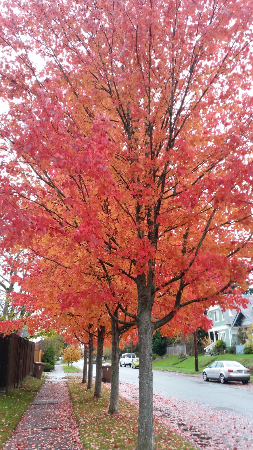 Trees Whilst Adventuring, Washington