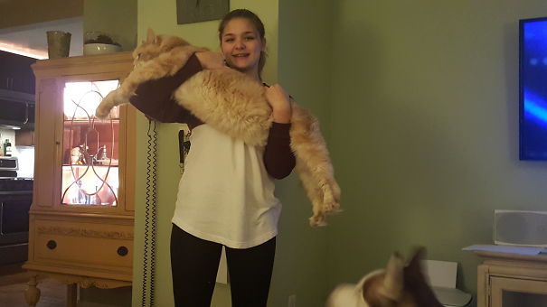 Person holding a large Maine C**n cat indoors, showcasing the giant kitties with soft character in a cozy home.