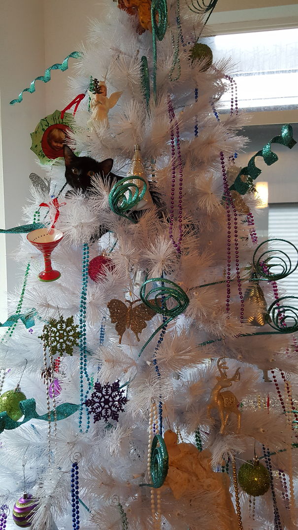 Atari Thinks She Is Being Sneaky! Now If The Tree Were Green She'd Be Able To Hang In There Fo