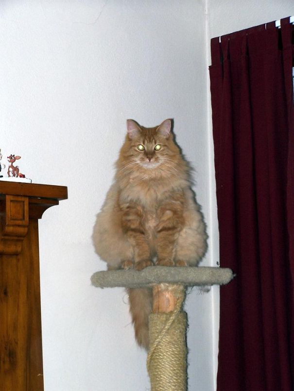 King Of Fluff, Surveying His Domain.