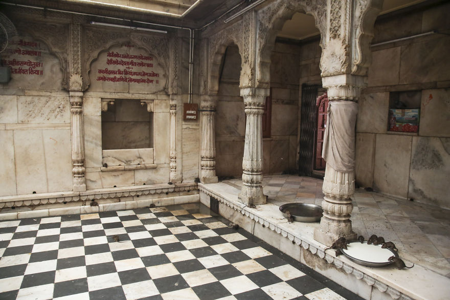 20,000 Rats Temple In India That I Visited Despite My Hygiene Worries