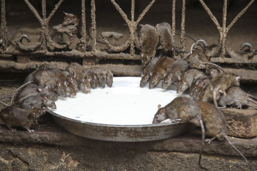20,000 Rats Temple In India That I Visited Despite My Hygiene Worries 20,000 Rats Temple In India That I Visited Despite My Hygiene Worries