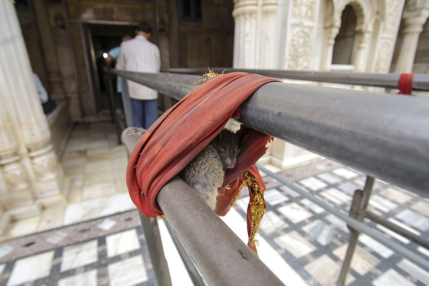 20,000 Rats Temple In India That I Visited Despite My Hygiene Worries 20,000 Rats Temple In India That I Visited Despite My Hygiene Worries
