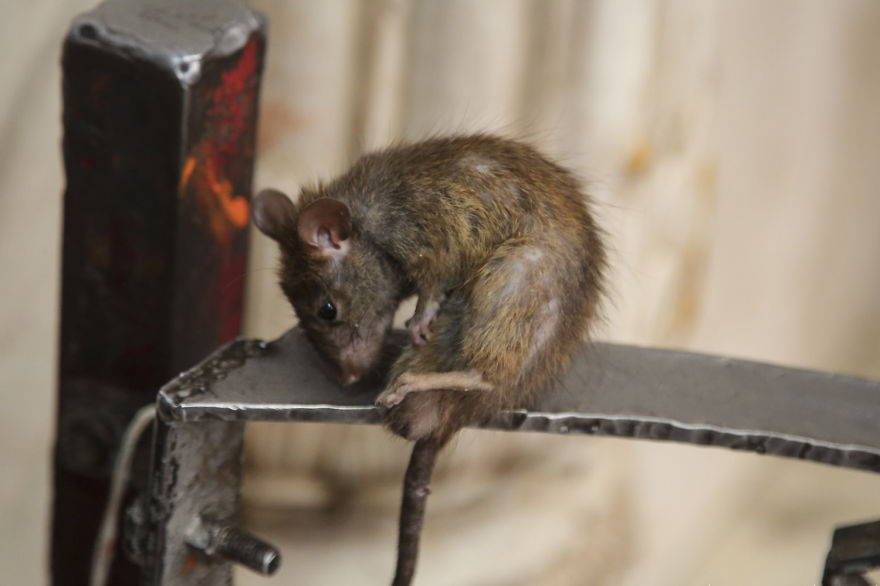 20,000 Rats Temple In India That I Visited Despite My Hygiene Worries