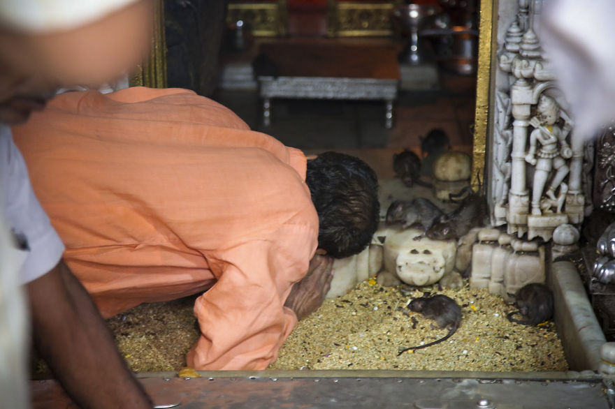 20,000 Rats Temple In India That I Visited Despite My Hygiene Worries