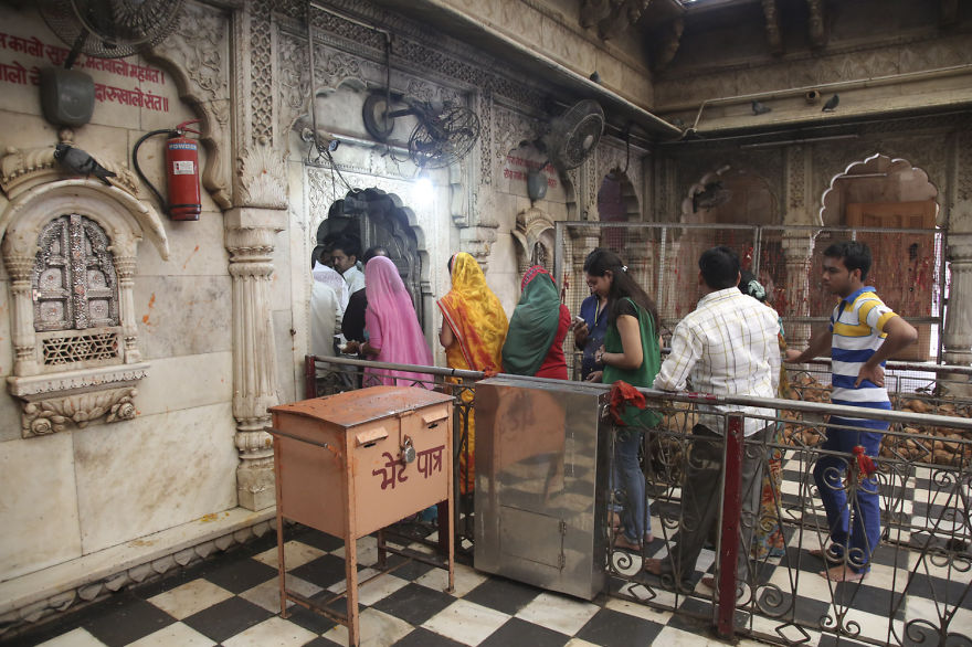 20,000 Rats Temple In India That I Visited Despite My Hygiene Worries