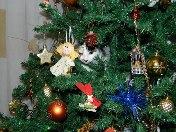 My Kitty Exploring The Christmas Tree