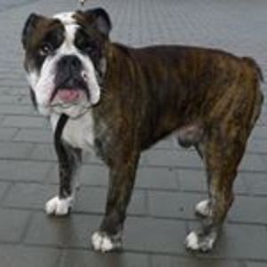 veronika_herkova avatar