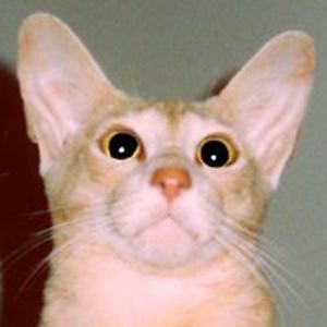 charlottecolloff avatar