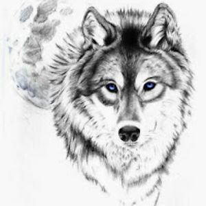 shirleysumner avatar