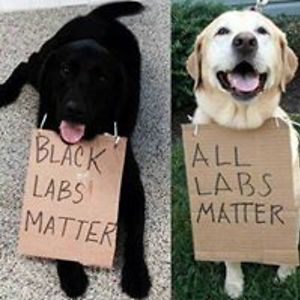 freddiethedog avatar