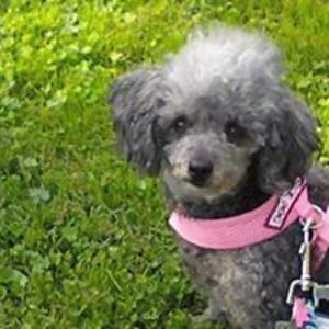 mortensensueki avatar