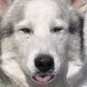 rahusquiberian avatar