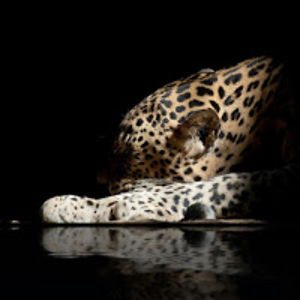 billingtonj_o_ avatar