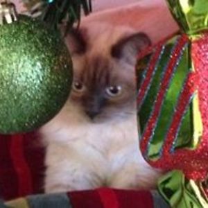 davidtvalente avatar