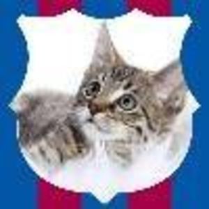 brajan_musial avatar