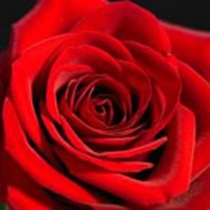 narcis_mihaila avatar