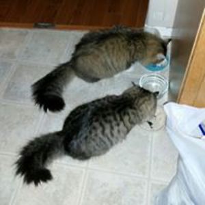 alicat_lover140 avatar