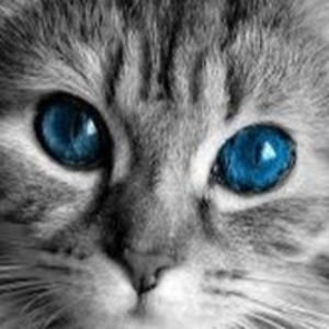 supergirl127tninja-gal avatar