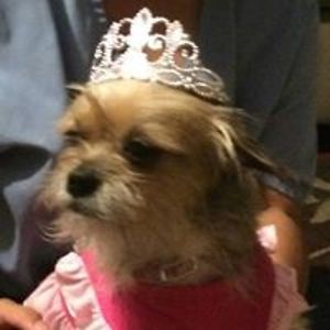 krazykatlady60 avatar