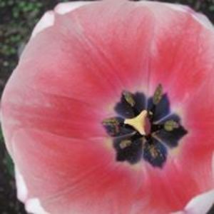 janstephens52 avatar