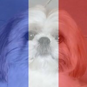 boss_tashi-senge avatar