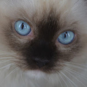 daisyblueborissugarpuffs avatar