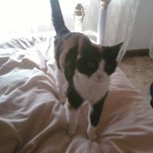 gardnergillian avatar