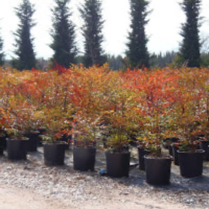 simonavannucci avatar