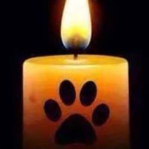 streaky_leday avatar