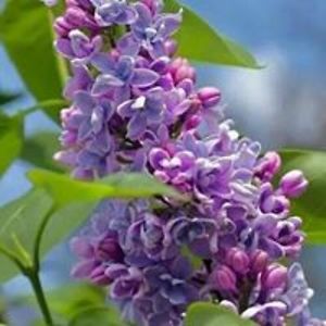 shahidshamsi50 avatar