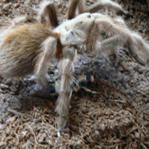 missustribble avatar