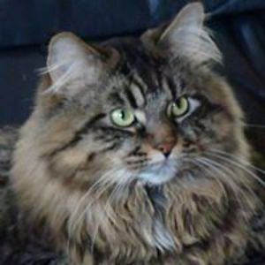 unicornzander avatar