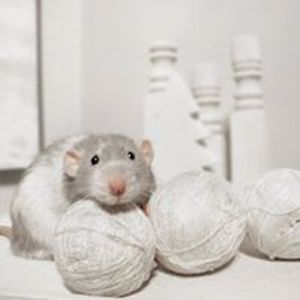 valerie_levasseur avatar