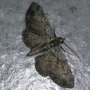 peterrodriguez avatar