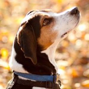 kremlincardinal avatar