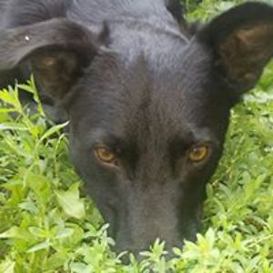 tenackotoribac avatar