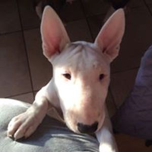 paula_piccioni avatar