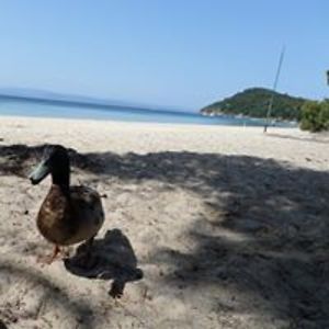 bancsikodavid avatar